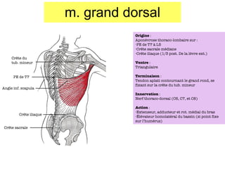 m. grand dorsal PE de T7 Angle inf. scapula Cr ête iliaque Cr ête sacrale Cr ête du tub. mineur Origine  :  Aponévrose thoraco-lombaire sur : PE de T7 à L5 Cr ête sacrale médiane Crête iliaque (1/3 post. De la lèvre ext.) Ventre  : Triangulaire Terminaison  : Tendon aplati contournant le grand rond, se fixant sur la cr ête du tub. mineur Innervation  : Nerf thoraco-dorsal (C6, C7, et C8) Action  : Extenseur, adducteur et rot. médial du bras Élévateur homolatéral du bassin (si point fixe sur l’humérus) 