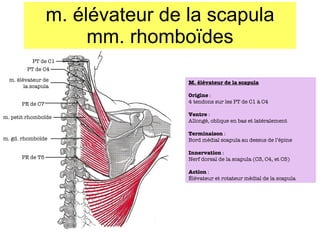 m. élévateur de la scapula mm. rhombo ïdes PT de C1 PT de C4 PE de C7 PE de T5 m. élévateur de la scapula m. petit rhombo ïde m. gd. rhombo ïde M. élévateur de la scapula Origine  :  4 tendons sur les PT de C1 à C4 Ventre  : Allongé, oblique en bas et latéralement Terminaison  : Bord médial scapula au dessus de l’épine Innervation  : Nerf dorsal de la scapula (C3, C4, et C5) Action  : Élévateur et rotateur médial de la scapula 