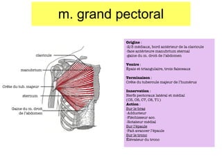 m. grand pectoral Cr ête du tub. majeur sternum manubrium Gaine du m. droit de l’abdomen clavicule Origine  :  -2/3 médiaux, bord antérieur de la clavicule -face antérieure manubrium sternal -gaine du m. droit de l’abdomen Ventre  : Épais et triangulaire, trois faisceaux Terminaison  : Cr ête du tubercule majeur de l’humérus Innervation  : Nerfs pectoraux latéral et médial (C5, C6, C7, C8, T1) Action  : Sur le bras -Adducteur -Fléchisseur acc. -Rotateur médial Sur l’épaule Fait avancer l’épaule Sur le tronc Élévateur du tronc 