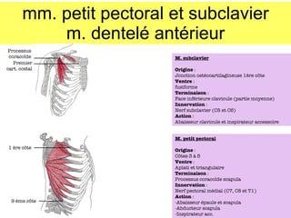 mm. petit pectoral et subclavier m. dentelé antérieur Processus coraco ïde Premier cart. costal 1 ère c ôte 9 ème c ôte M. subclavier Origine  :  Jonction ostéocartilagineuse 1ère c ôte Ventre  : fusiforme Terminaison  : Face inférieure clavicule (partie moyenne) Innervation  : Nerf subclavier (C5 et C6) Action  : Abaisseur clavicule et inspirateur accessoire M. petit pectoral Origine  :  C ôtes 3 à 5 Ventre  : Aplati et triangulaire Terminaison  : Processus coraco ïde scapula Innervation  : Nerf pectoral médial (C7, C8 et T1) Action  : -Abaisseur épaule et scapula -Abducteur scapula -Inspirateur acc. 