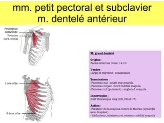 mm. petit pectoral et subclavier m. dentelé antérieur Processus coraco ïde Premier cart. costal 1 ère c ôte 9 ème c ôte M. grand dentelé Origine  :  Faces externes c ôtes 1 à 10 Ventre  : Large et rayonné ; 3 faisceaux Terminaison  : -Faisceau sup : angle sup scapula -Faisceau moyen : bord médial scapula -Faisceau inf (puissant) : angle inf. scapula Innervation  : Nerf thoracique long (C5, C6 et C7) Action  : -Fixateur de la scapula contre le thorax (synergie avec trapèze) - Abducteur, abaisseur et rotateur médial scapula 