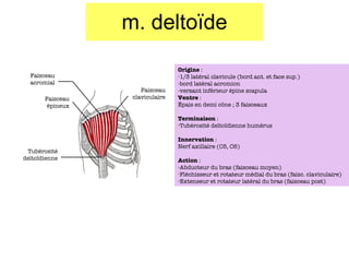 m. delto ïde Faisceau acromial Faisceau épineux Faisceau claviculaire Tubérosité delto ïdienne Origine  :  1/3 latéral clavicule (bord ant. et face sup.) -bord latéral acromion -versant inférieur épine scapula Ventre  : Épais en demi c ône ; 3 faisceaux Terminaison  : Tubérosité delto ïdienne humérus Innervation  : Nerf axillaire (C5, C6) Action  : Abducteur du bras (faisceau moyen) Fléchisseur et rotateur médial du bras (faisc. claviculaire) Extenseur et rotateur latéral du bras (faisceau post) 
