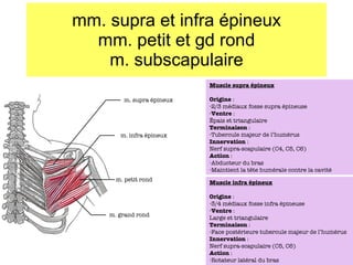 mm. supra et infra épineux mm. petit et gd rond m. subscapulaire m. supra épineux m. infra épineux m. petit rond m. grand rond Muscle supra épineux Origine  :  2/3 médiaux fosse supra épineuse Ventre  : Épais et triangulaire Terminaison  : Tubercule majeur de l’humérus Innervation  : Nerf supra-scapulaire (C4, C5, C6) Action  : Abducteur du bras Maintient la t ête humérale contre la cavité Muscle infra épineux Origine  :  3/4 médiaux fosse infra épineuse Ventre  : Large et triangulaire Terminaison  : Face postérieure tubercule majeur de l’humérus Innervation  : Nerf supra-scapulaire (C5, C6) Action  : Rotateur latéral du bras 