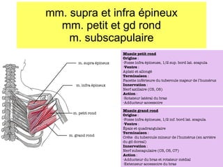 mm. supra et infra épineux mm. petit et gd rond m. subscapulaire m. supra épineux m. infra épineux m. petit rond m. grand rond Muscle petit rond Origine  :  Fosse infra épineuse, 1/2 sup. bord lat. scapula Ventre  : Aplati et allongé Terminaison  : Facette inférieure du tubercule majeur de l’humérus Innervation  : Nerf axillaire (C5, C6) Action  : Rotateur latéral du bras Adducteur accessoire Muscle grand rond Origine  :  Fosse infra épineuse, 1/2 inf. bord lat. scapula Ventre  : Épais et quadrangulaire Terminaison  : Cr ête  du tubercule mineur de l’humérus (en arrière du gd dorsal) Innervation  : Nerf subscapulaire (C5, C6, C7) Action  : Adducteur du bras et rotateur médial Extenseur accessoire du bras 