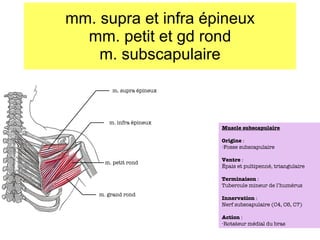 mm. supra et infra épineux mm. petit et gd rond m. subscapulaire m. supra épineux m. infra épineux m. petit rond m. grand rond Muscle subscapulaire Origine  :  Fosse subscapulaire Ventre  : Épais et pultipenné, triangulaire Terminaison  : Tubercule mineur de l’humérus Innervation  : Nerf subscapulaire (C4, C6, C7) Action  : Rotateur médial du bras 