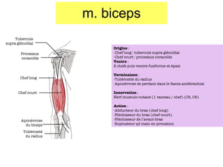 m. biceps Tubercule supra gléno ïdal Processus coraco ïde Chef long Chef court Tubérosité du radius Aponévrose du biceps Origine  :  -Chef long : tubercule supra gléno ïdal -Chef court : processus coracoïde Ventre  : 2 chefs puis ventre fusiforme et épais Terminaison  : Tubérosité du radius Aponévrose se perdant dans le fascia antébrachial Innervation  : Nerf musculo-cutané (1 rameau / chef) (C5, C6) Action  : Abducteur du bras (chef long) Fléchisseur du bras (chef court) Fléchisseur de l’avant-bras Supinateur qd main en pronation 