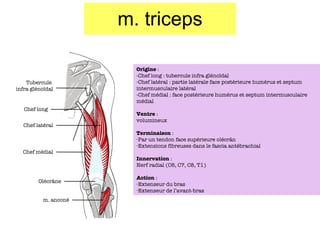 m. triceps Tubercule  infra gléno ïdal Chef long Chef latéral Chef médial Olécr âne m. anc oné Origine  :  -Chef long : tubercule infra gléno ïdal -Chef latéral : partie latérale face postérieure humérus et septum intermusculaire latéral -Chef médial : face postérieure humérus et septum intermusculaire médial Ventre  : volumineux Terminaison  : Par un tendon face supérieure olécr ân Extensions fibreuses dans le fascia antébrachial Innervation  : Nerf radial (C6, C7, C8, T1) Action  : Extenseur du bras Extenseur de l’avant-bras 