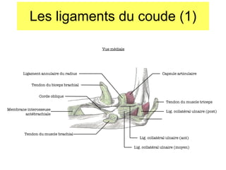 Les ligaments du coude (1) Vue médiale Ligament annulaire du radius Tendon du biceps brachial Corde oblique Membrane interosseuse antébrachiale Tendon du muscle brachial Capsule articulaire Tendon du muscle triceps Lig. collatéral ulnaire (post) Lig. collatéral ulnaire (moyen) Lig. collatéral ulnaire (ant) 