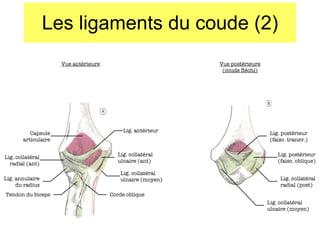 Les ligaments du coude (2) Vue antérieure Lig. collatéral radial (ant) Vue postérieure (coude fléchi) Capsule articulaire Lig. antérieur Lig. annulaire du radius Tendon du biceps Corde oblique Lig. collatéral ulnaire (moyen) Lig. collatéral ulnaire (ant) Lig. postérieur (faisc. transv.) Lig. postérieur (faisc. oblique) Lig. collatéral radial (post) Lig. collatéral ulnaire (moyen) 
