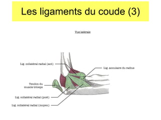 Les ligaments du coude (3) Vue latérale Tendon du muscle triceps Lig. collatéral radial (post) Lig. collatéral radial (moyen) Lig. annulaire du radius Lig. collatéral radial (ant) 
