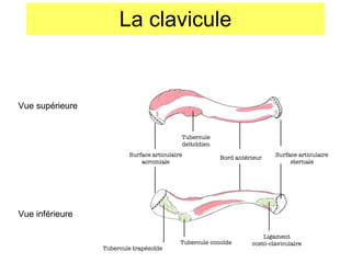La clavicule Vue supérieure Vue inférieure Surface articulaire acromiale Bord antérieur Surface articulaire sternale Tubercule cono ïde Tubercule trapézo ïde Tubercule delto ïdien Ligament costo-claviculaire 