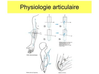 Physiologie articulaire 