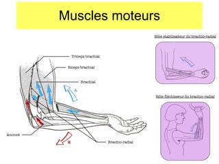 Muscles moteurs Triceps brachial Biceps brachial Brachial Brachio-radial Anconé R ôle stabilisateur du brachio-radial R ôle fléchisseur du brachio-radial 
