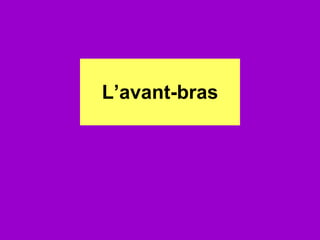 L’avant-bras 