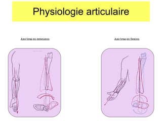 Physiologie articulaire Axe bras en extension Axe bras en flexion 