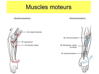 Muscles moteurs Muscles supinateurs Muscles pronateurs M. biceps brachial M. supinateur M. brachio-radial M. rond pronateur M. carré pronateur M. fléchisseur radial du carpe 