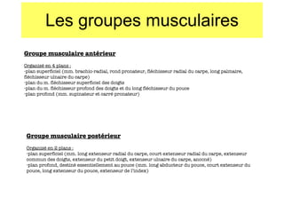 Les groupes musculaires Groupe musculaire antérieur Organisé en 4 plans : plan superficiel (mm. brachio-radial, rond pronateur, fléchisseur radial du carpe, long palmaire, fléchisseur ulnaire du carpe) plan du m. fléchisseur superficiel des doigts plan du m. fléchisseur profond des doigts et du long fléchisseur du pouce plan profond (mm. supinateur et carré pronateur) Groupe musculaire postérieur Organisé en 2 plans : plan superficiel (mm. long extenseur radial du carpe, court extenseur radial du carpe, extenseur commun des doigts, extenseur du petit doigt, extenseur ulnaire du carpe, anconé) plan profond, destiné essentiellement au pouce (mm. long abducteur du pouce, court extenseur du pouce, long extenseur du pouce, extenseur de l’index) 