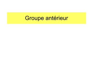 Groupe antérieur 