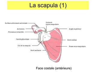 La scapula (1) Face costale (antérieure) Acromion Processus coraco ïde Cavité gléno ïdale Incisure supra-scapulaire Surface articulaire acromiale Angle supérieur Bord médial Fosse sous-scapulaire Col de la scapula Bord axillaire 