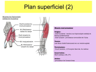 Plan superficiel (2) Muscles de l’épicondyle médial de l’humérus Chef huméral du rond pronateur M. Fléchisseur radial du carpe M. long palmaire M. Fléchisseur ulnaire du carpe Chef ulnaire du rond pronateur Muscle rond pronateur Origine  :  -chef huméral : tendon sur épicondyle médial et fascia antébrachial -chef ulnaire : processus corono ïde de l’ulna Ventre  : Les deux chefs fusionnent en un ventre aplati Terminaison  : Court tendon, 1/3 moyen face lat. du radius Innervation  : Nerf médian (C6, C7) Action  : pronateur de l’avant-bras 