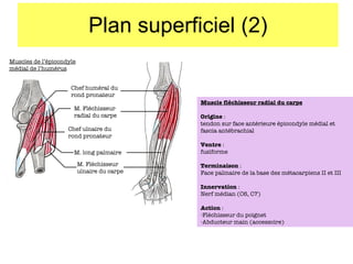 Plan superficiel (2) Muscles de l’épicondyle médial de l’humérus Chef huméral du rond pronateur M. Fléchisseur radial du carpe M. long palmaire M. Fléchisseur ulnaire du carpe Chef ulnaire du rond pronateur Muscle fléchisseur radial du carpe Origine  :  tendon sur face antérieure épicondyle médial et fascia antébrachial Ventre  : fusiforme Terminaison  : Face palmaire de la base des métacarpiens II et III Innervation  : Nerf médian (C6, C7) Action  : Fléchisseur du poignet Abducteur main (accessoire) 