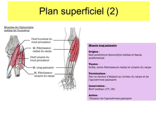 Plan superficiel (2) Muscles de l’épicondyle médial de l’humérus Chef huméral du rond pronateur M. Fléchisseur radial du carpe M. long palmaire M. Fléchisseur ulnaire du carpe Chef ulnaire du rond pronateur Muscle long palmaire Origine  :  face antérieure épicondyle médial et fascia antébrachial Ventre  : Gr êle, entre fléchisseurs radial et ulnaire du carpe Terminaison  : Par un tendon s’étalant au niveau du carpe et de l’aponévrose palmaire Innervation  : Nerf médian (C7, C8) Action  : Tenseur de l’aponévrose palmaire 