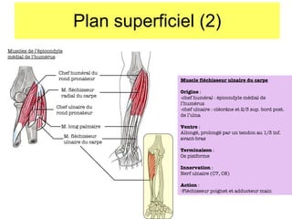 Plan superficiel (2) Muscles de l’épicondyle médial de l’humérus Chef huméral du rond pronateur M. fléchisseur radial du carpe M. long palmaire M. fléchisseur ulnaire du carpe Chef ulnaire du rond pronateur Muscle fléchisseur ulnaire du carpe Origine  :  -chef huméral : épicondyle médial de l’humérus -chef ulnaire : olécr âne et 2/3 sup. bord post. de l’ulna Ventre  : Allongé, prolongé par un tendon au 1/3 inf. avant-bras Terminaison  : Os pisiforme Innervation  : Nerf ulnaire (C7, C8) Action  : Fléchisseur poignet et adducteur main 