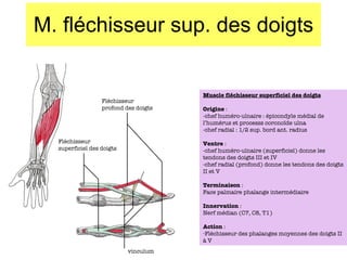 M. fléchisseur sup. des doigts Fléchisseur profond des doigts Fléchisseur superficiel des doigts vinculum Muscle fléchisseur superficiel des doigts Origine  :  -chef huméro-ulnaire : épicondyle médial de l’humérus et processs corono ïde ulna -chef radial : 1/2 sup. bord ant. radius Ventre  : -chef huméro-ulnaire (superficiel) donne les tendons des doigts III et IV -chef radial (profond) donne les tendons des doigts II et V Terminaison  : Face palmaire phalange intermédiaire Innervation  : Nerf médian (C7, C8, T1) Action  : Fléchisseur des phalanges moyennes des doigts II à V 
