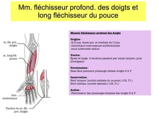 Mm. fléchisseur profond. des doigts et long fléchisseur du pouce mm. lombricaux m. flé. pro. doigts m. long flé. pouce Tendon du m. flé. pro. doigts Muscle fléchisseur profond des doigts Origine  :  -2/3 sup. faces ant. et médiale de l’ulna -membrane interosseuse antébrachiale -sous tubérosité radius Ventre  : Épais et large. 4 tendons passant par canal carpien, puis divergeant Terminaison  : Base face palmaire phalange distale doigts II à V Innervation  : Nerf ulnaire (moitié médiale du muscle) (C8, T1) Nerf médian (moitié latérale) (C8, T1) Action  : Fléchisseur des phalanges distales des doigts II à V 