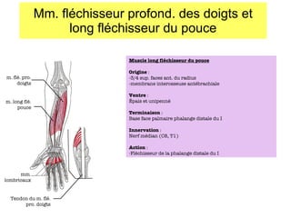Mm. fléchisseur profond. des doigts et long fléchisseur du pouce mm. lombricaux m. flé. pro. doigts m. long flé. pouce Tendon du m. flé. pro. doigts Muscle long fléchisseur du pouce Origine  :  -3/4 sup. faces ant. du radius -membrane interosseuse antébrachiale Ventre  : Épais et unipenné Terminaison  : Base face palmaire phalange distale du I Innervation  : Nerf médian (C8, T1) Action  : Fléchisseur de la phalange distale du I 