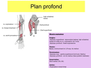 Plan profond m. supinateur m. biceps brachial m. carré pronateur Ligt collatéral radial Chef profond Chef superficiel Muscle supinateur Origine  :  -faisceau superficiel : épicondyle latéral, ligt collatéral radial et cr ête du m. supinateur de l’ulna -faisceau profond : fosse supinatrice Ventre  : Épais, contournant le 1/3 sup. du radius Terminaison  : -faisceau sup. : partie supérieure bord ant. Radius -faisceau profond : col du radius (face postéro-latérale) Innervation  : Nerf radial (C5, C6) Action  : Supinateur avant-bras 