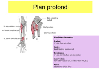 Plan profond m. supinateur m. biceps brachial m. carré pronateur Ligt collatéral radial Chef profond Chef superficiel Muscle carré pronateur Origine  :  1/4 inf. face ant. ulna Ventre  : Quadrilatère, transversal Terminaison  : 1/4 inf. bord et face ant. du radius Innervation  : Nerf interosseux ant., nerf médian (C8, T1) Action  : Pronateur avant-bras 