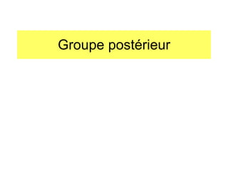 Groupe postérieur 