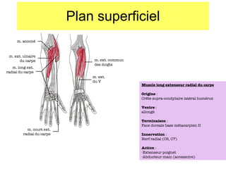 Plan superficiel m. anconé m. ext. ulnaire du carpe m. long ext. radial du carpe m. court ext. radial du carpe m. ext. commun des doigts m. ext. du V Muscle long extenseur radial du carpe Origine  :  Cr ête supra-condylaire latéral humérus Ventre  : allongé Terminaison  : Face dorsale base métacarpien II Innervation  : Nerf radial (C6, C7) Action  : Extenseur poignet Abducteur main (accessoire) 