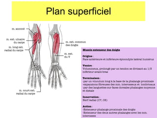Plan superficiel m. anconé m. ext. ulnaire du carpe m. long ext. radial du carpe m. court ext. radial du carpe m. ext. commun des doigts m. ext. du V Muscle extenseur des doigts Origine  :  Face antérieure et inférieure épicondyle  latéral humérus Ventre  : Volumineux, prolongé par un tendon se divisant au 1/3 inférieur avant-bras Terminaison  : -par un vinculum long à la base de la phalange proximale -expansions fibreuses des mm. interosseux et  lombricaux -par des languettes sur faces dorsales phalanges moyenne et distale Innervation  : Nerf radial (C7, C8) Action  : Extenseur phalange proximale des doigts Extenseur des deux autres phalanges avec les mm. interossex 