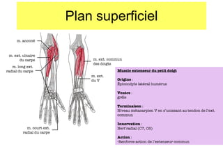 Plan superficiel m. anconé m. ext. ulnaire du carpe m. long ext. radial du carpe m. court ext. radial du carpe m. ext. commun des doigts m. ext. du V Muscle extenseur du petit doigt Origine  :  Épicondyle  latéral humérus Ventre  : gr êle Terminaison  : Niveau métacarpien V en s’unissant au tendon de l’ext. commun Innervation  : Nerf radial (C7, C8) Action  : Renforce action de l’extenseur commun 