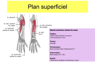 Plan superficiel m. anconé m. ext. ulnaire du carpe m. long ext. radial du carpe m. court ext. radial du carpe m. ext. commun des doigts m. ext. du V Muscle extenseur ulnaire du carpe Origine  :  -Épicondyle  latéral humérus -bord postrieur ulna Ventre  : allongé Terminaison  : Face dorsale base métacarpien V Innervation  : Nerf radial (C7, C8) Action  : Extenseur poignet et adducteur main 