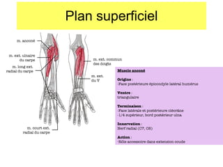 Plan superficiel m. anconé m. ext. ulnaire du carpe m. long ext. radial du carpe m. court ext. radial du carpe m. ext. commun des doigts m. ext. du V Muscle anconé Origine  :  -Face postérieure épicondyle  latéral humérus Ventre  : triangulaire Terminaison  : -Face latérale et postérieure olécr âne -1/4 supérieur, bord postérieur ulna Innervation  : Nerf radial (C7, C8) Action  : R ôle accessoire dans extension coude 