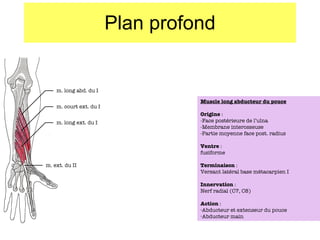 Plan profond Muscle long abducteur du pouce Origine  :  -Face postérieure de l’ulna -Membrane interosseuse -Partie moyenne face post. radius Ventre  : fusiforme Terminaison  : Versant latéral base métacarpien I Innervation  : Nerf radial (C7, C8) Action  : Abducteur et extenseur du pouce Abducteur main m. long abd. du I m. court ext. du I m. long ext. du I m. ext. du II 