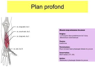 Plan profond Muscle long extenseur du pouce Origine  :  -1/3 moyen face postérieure de l’ulna -Membrane interosseuse Ventre  : fusiforme Terminaison  : Face dorsale base phalange distale du pouce Innervation  : Nerf radial (C7, C8) Action  : Extenseur phalange distale du pouce m. long abd. du I m. court ext. du I m. long ext. du I m. ext. du II 
