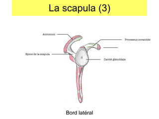 La scapula (3) Bord latéral Acromion Processus coraco ïde Cavité gléno ïdale Epine de la scapula 