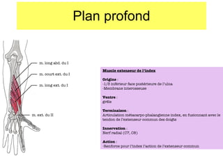 Plan profond Muscle extenseur de l’index Origine  :  -1/3 inférieur face postérieure de l’ulna -Membrane interosseuse Ventre  : grêle Terminaison  : Articulation métacarpo-phalangienne index, en fusionnant avec le tendon de l’extenseur commun des doigts Innervation  : Nerf radial (C7, C8) Action  : Renforce pour l’index l’action de l’extenseur commun m. long abd. du I m. court ext. du I m. long ext. du I m. ext. du II 