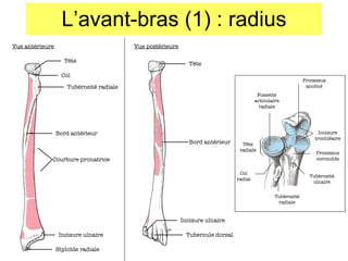 L’avant-bras (1) : radius Vue antérieure T ête Tubérosité radiale Col Bord antérieur Stylo ïde  radiale Incisure ulnaire Courbure pronatrice Vue postérieure T ête Tubercule dorsal Incisure ulnaire Bord antérieur Processus anc ôné Incisure trochléaire Processus corono ïde Tubérosité ulnaire Tubérosité radiale Col radial T ête radiale Fossette articulaire radiale 