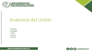 Anatomía del Uréter
- Fuentes
- Berdugo
- Fiholl
- Lozano
- Charris
 