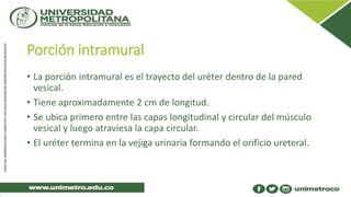 Porción intramural
• La porción intramural es el trayecto del uréter dentro de la pared
vesical.
• Tiene aproximadamente 2...