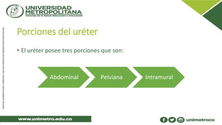 Porciones del uréter
• El uréter posee tres porciones que son:
Abdominal Pelviana Intramural
 