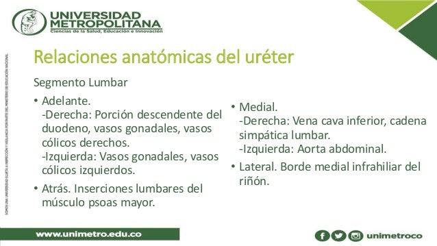 cadena iliaca primitiva derecha anatom 237 a del ur 233 ter cadena iliaca primitiva derecha anatom 237 a del ur 233 ter