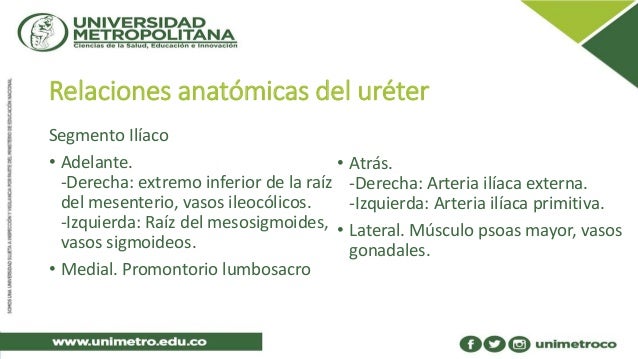 cadena iliaca primitiva derecha anatom 237 a del ur 233 ter cadena iliaca primitiva derecha anatom 237 a del ur 233 ter