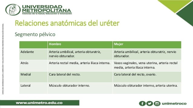 cadena iliaca primitiva derecha anatom 237 a del ur 233 ter cadena iliaca primitiva derecha anatom 237 a del ur 233 ter