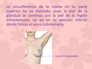 La circunferencia de la mama en su parte
superior no es marcada, pues la piel de la
glándula se continúa con la piel de la región
infraclavicular, no así en su posición inferior
donde forma el surco submamario.
SURCO SUBMAMARIO
 